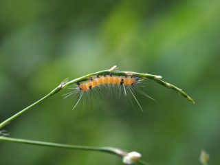 オビヒトリ幼虫（2019年9月20日）