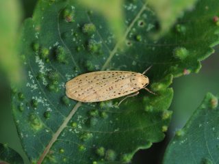 ヒメキホソバ（1.3cm）