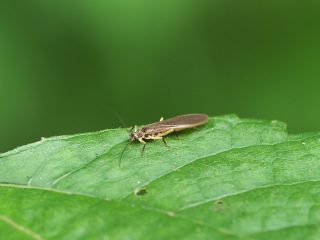 ノギカワゲラ（祖谷渓）（2021年6月3日 ）