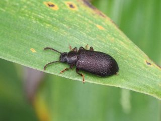 アラメヒゲブトハムシダマシ（2017年9月8日）