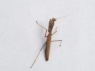 コカマキリ