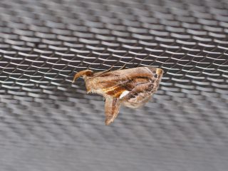 ニセミカドアツバ（1.3cm）