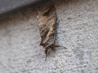 ウリキンウワバ（2014年11月24日）