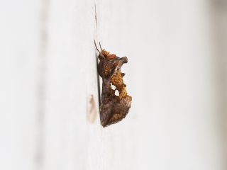 ギンボシキンウワバ（2.3cm）