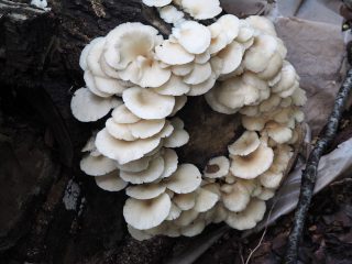 ウスヒラタケ