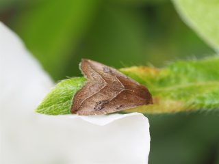 フタテンアツバ（2016年4月22日）