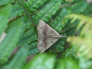 ナミテンアツバ♀（1.8cm）