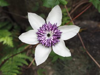 テッセン（2015年5月24日）