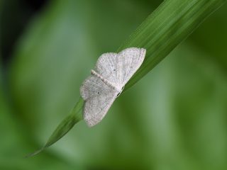 クロテンシロヒメシャク
