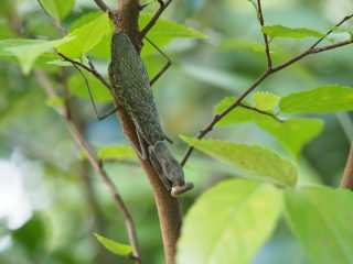 ハラビロカマキリ褐色型（2019年9月20日）
