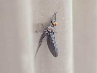 シリナガマダラカゲロウ♂亜成虫（2016年5月16日）