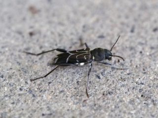 ウスイロトラカミキリ（2013年7月22日）
