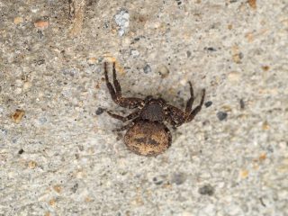 キハダカニグモ♀（2015年7月29日）