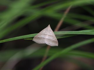 キイロソトオビアツバ（1.3cm）