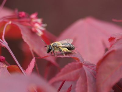 コハナバチの仲間