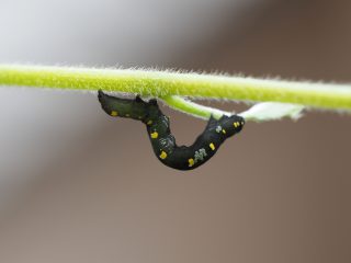ヒメエグリバ幼虫寄生（2015年6月12日）
