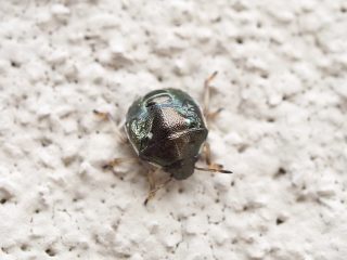 ムラサキシラホシカメムシ脱皮（2017年7月2日）