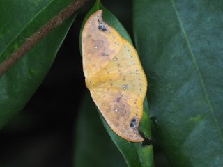 ウコンカギバ（4cm）