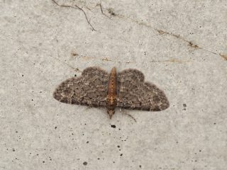 ハラアカウスアオナミシャク茶色（2016年5月12日）