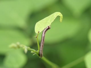 ウンモンクチバ幼虫（2021年6月14日）