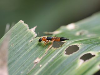 アオバアリガタハネカクシ
