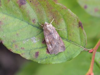 コウスチャヤガ♂（3cm）