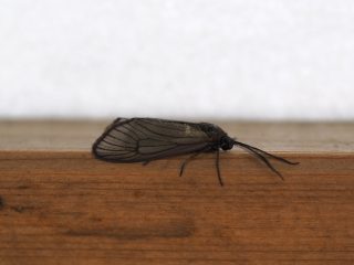 ウメスカシクロバ♂（2015年3月14日）