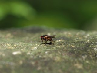 クロバエの仲間？（2019年3月21日）