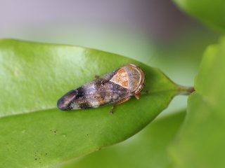 ブチミャクヨコバイ