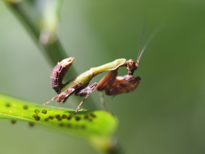 ヒメカマキリ幼虫（2013年8月26日）