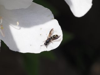 ヤマトハムシドロバチ（2017年5月2日）