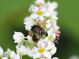 バラルリツツハムシ