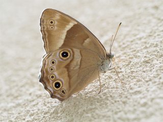 ヒカゲチョウ（2016年6月22日）
