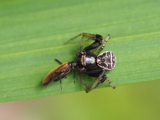 ヤミイロカニグモ♂狩り（2014年6月21日）