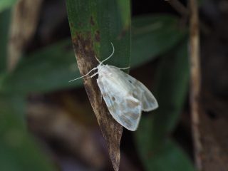 スカシコケガ（1cm）