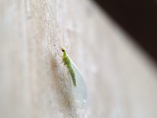 カオマダラクサカゲロウ？（2016年3月8日）
