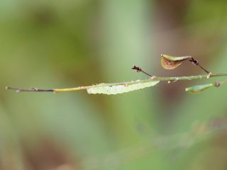 マエアカスカシノメイガ幼虫？（2014年10月14日）