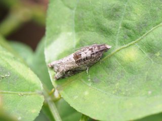 クロネハイイロヒメハマキ（1.2cm）