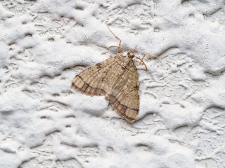 ウスミドリナミシャク（2cm）