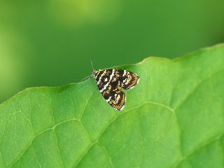 イヌビワハマキモドキ