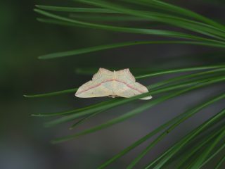 ベニスジヒメシャク
