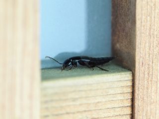 ムネビロハネカクシ（2015年6月29日）