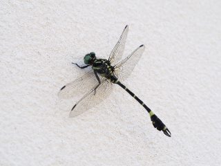 オナガサナエ♂（2019年9月19日）