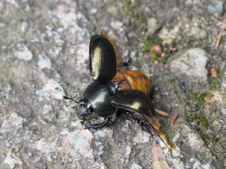 センチコガネ