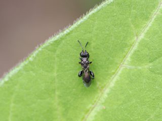 オニアシブトコバチ（2023年6月10日）