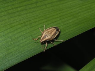 ウズラカメムシ