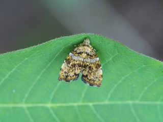 コウゾハマキモドキ（2017年6月17日）
