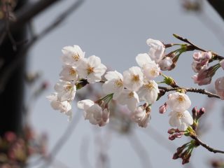 ソメイヨシノ