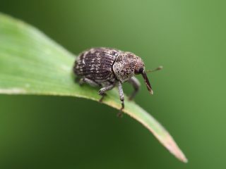 ツツクチカクシゾウムシ（2015年6月27日）