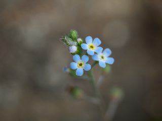 キュウリグサ（2016年4月2日）
